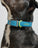 Collar Extra Large - Isaac Mizrahi Hudson Blue
